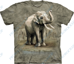 triko  slon - asian elephant