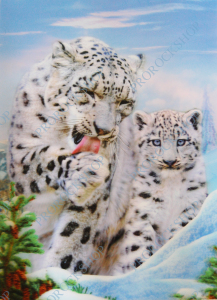 3D obraz koťata Bílý Leopard