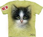 triko kočka, kotě - green eyed kitten