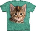 triko kotě, kočka - Tyler the Kitten